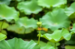 Guhua Park