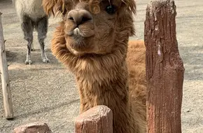Shanghai Wild Animal Park - Alpaca Area