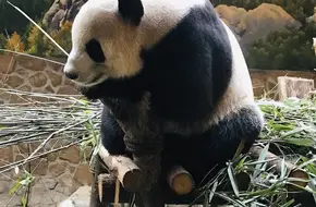 Sub-Adult Giant Panda Villa Area B