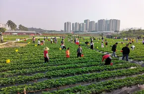 Huang'S Creamy Strawberry Picking Garden