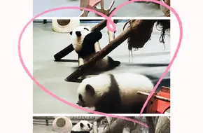 Chengdu Research Base Of Giant Panda Breeding, Giant Panda Kindergarten