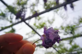 Fragrant Park