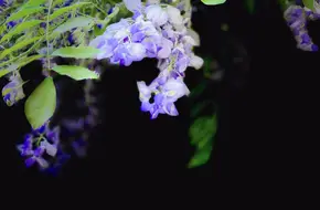 Osmanthus Lake