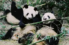 Adult Giant Panda Villa - Area A