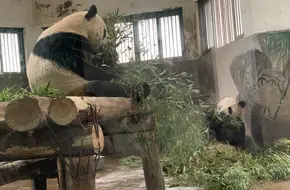 Giant Panda Pavilion