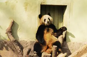 Giant Panda Pavilion
