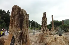 Petrified Forest