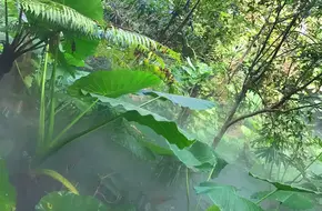 Rainforest World