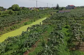 Chong Kiwifruit Orchard
