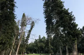 Xiamen Botanical Garden - Norfolk Pine Grassland