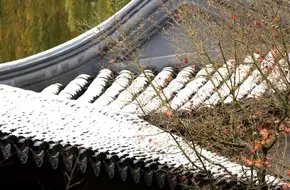 Ancient Vine Garden