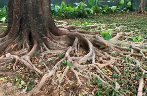 Amazon Jungle Crossing