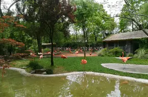 Shanghai Zoo - Flamingo Ecological Area