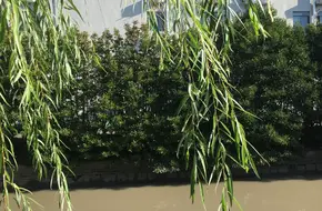 Miaogang Cultural Park