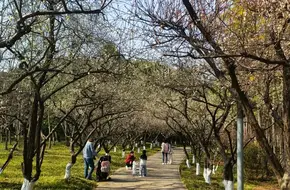 Century Plum Blossom Garden