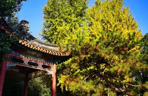 Zhongshan Park-Ancient Tree