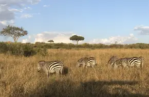 Kenya African Wildlife Park