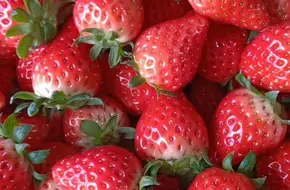 Green Product Strawberry Garden