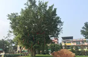 Lam Tsuen Wishing Tree