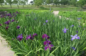 Iris Garden