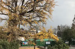 Ginkgo Tree Square