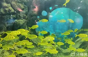 Qujiang Ocean And Polar Park Aquarium