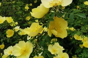 Tai Yang Park
