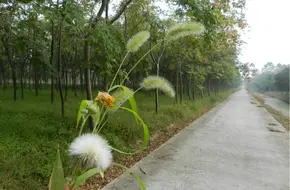 Yingzhou Park