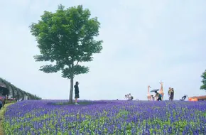 Chongming Lavender Theme Park