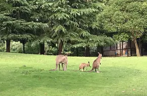 Shanghai Wild Animal Park Kangaroo Area