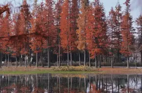 Xiangcheng Wetland Ecological Park