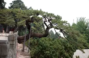 Jietai Temple Ancient Pine