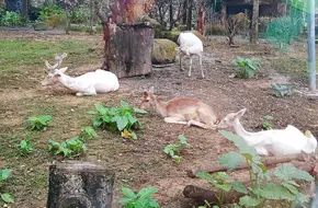 GuangZhou Zoo