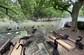 Bird Animal Area