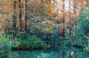 Tiger Spring Dream