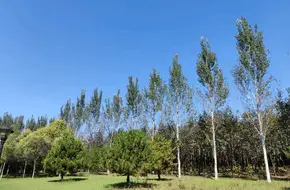 Qinglong Lake Waterfront Wetland Park