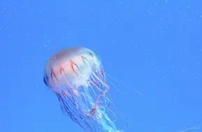 Fantasy Aquarium