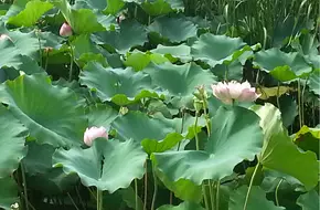 Minhang Sports Park