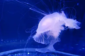 Fantasy Aquarium