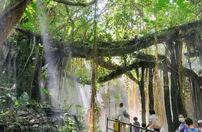 Tropical Rainforest