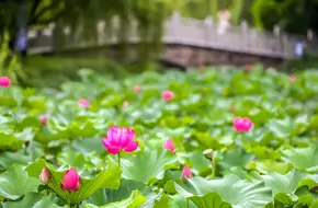 Guhua Park