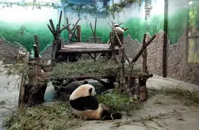 Chengdu Research Base Of Giant Panda Breeding - No.1 Giant Panda Villa