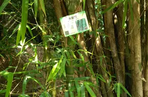 Bamboo Plant Area