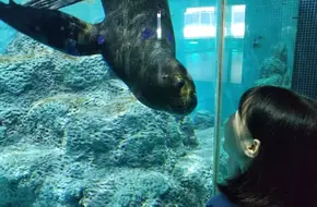 Shenzhen Xiaomeisha Ocean World Aquarium
