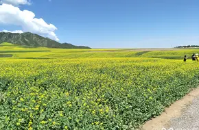 Rapeseed Flower Scenic Area