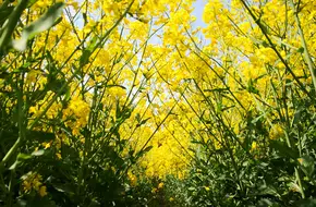 Fengxian Rapeseed Flower Festival
