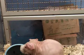 Star Cuties Pet-Child Family Fun Park
