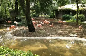 Zebra Pavilion
