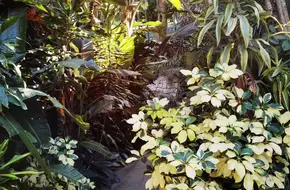 Rose Garden