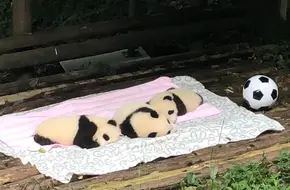 Panda Science Exploration Pavilion
